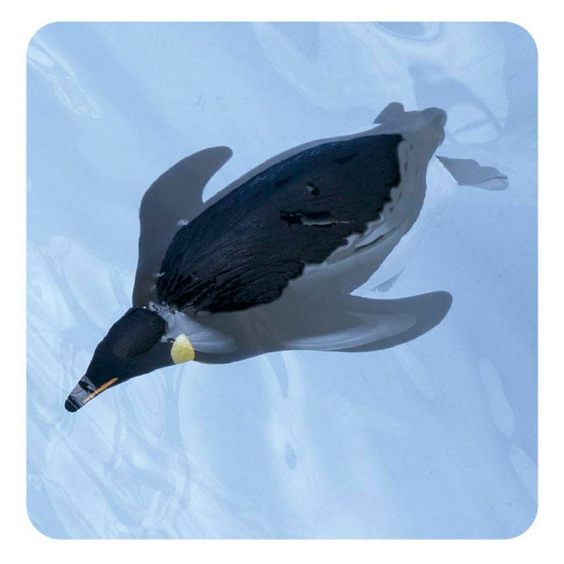 PINGÜINO EMPERADOR (FLOATING VER.) ANIA AS-11 | TAKARA TOMY PINGÜINO EMPERADOR (FLOATING VER.) ANIA AS-11 | TAKARA TOMY